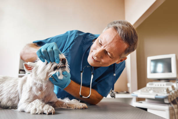 Best Weekend Emergency Dental Services in Vashon, WA